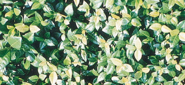 Asian Jasmine