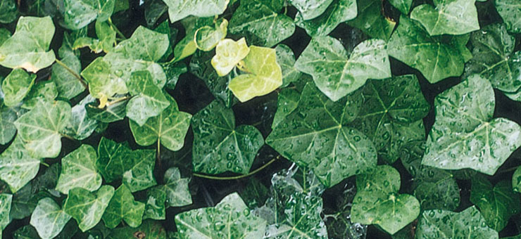 Hedera Helix
