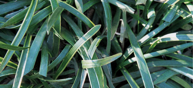 aztek grass