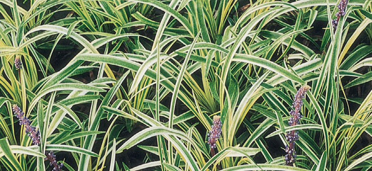 aztek grass